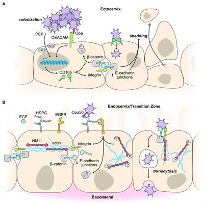 Mechanisms of host manipulation by Neisseria gonorrhoeae